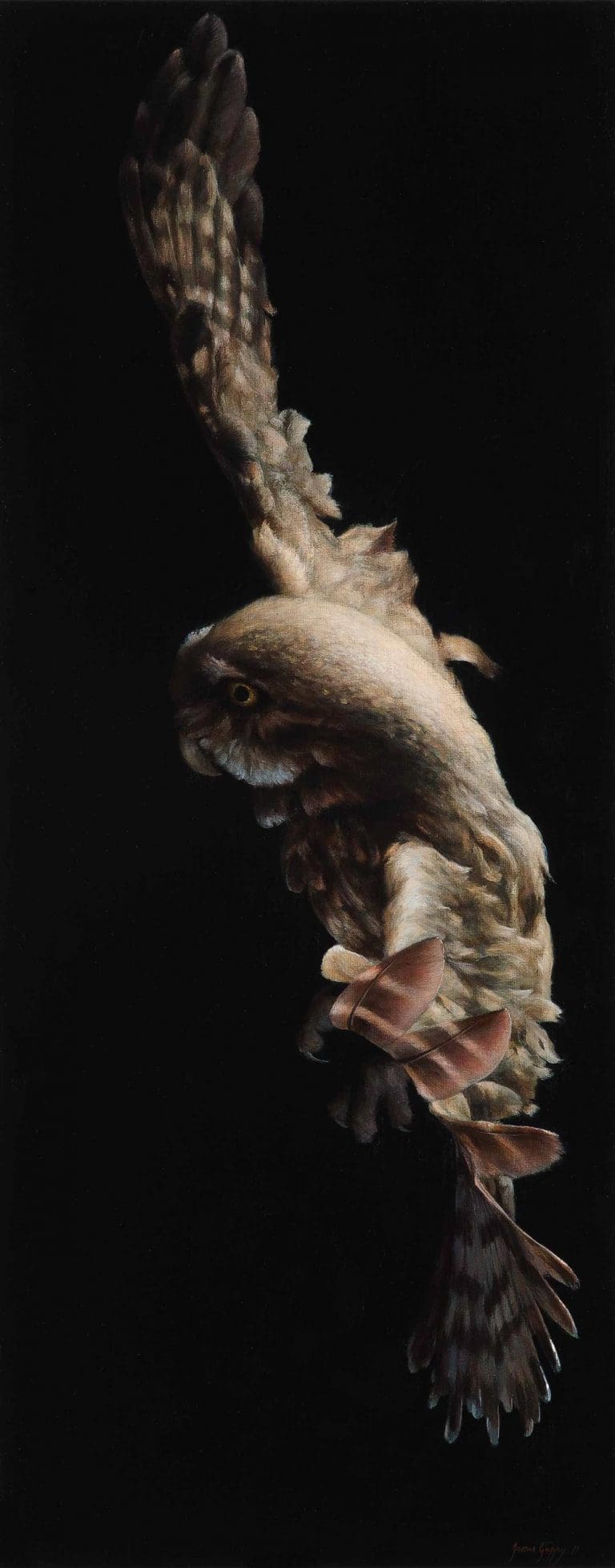Owl Study