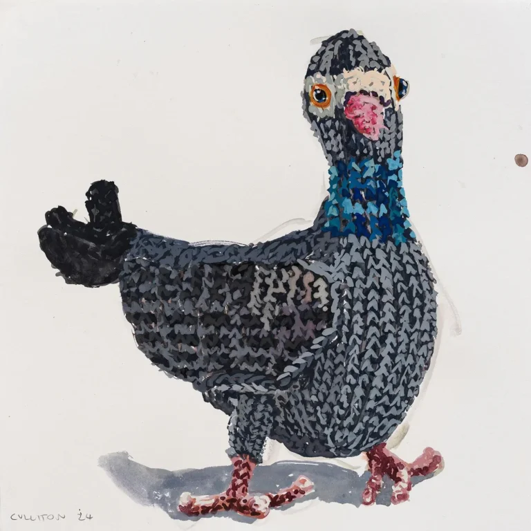 Pigeon