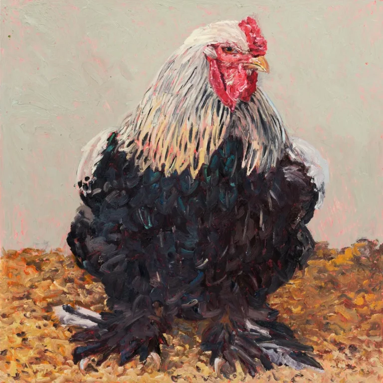 Rooster