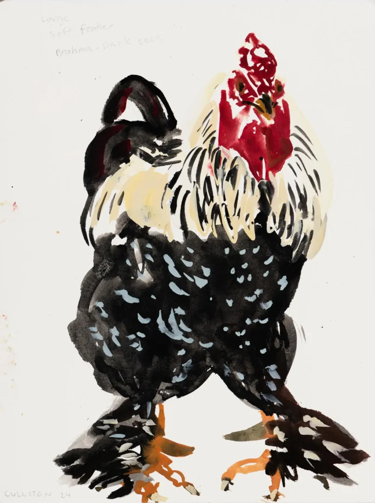 Rooster VIII