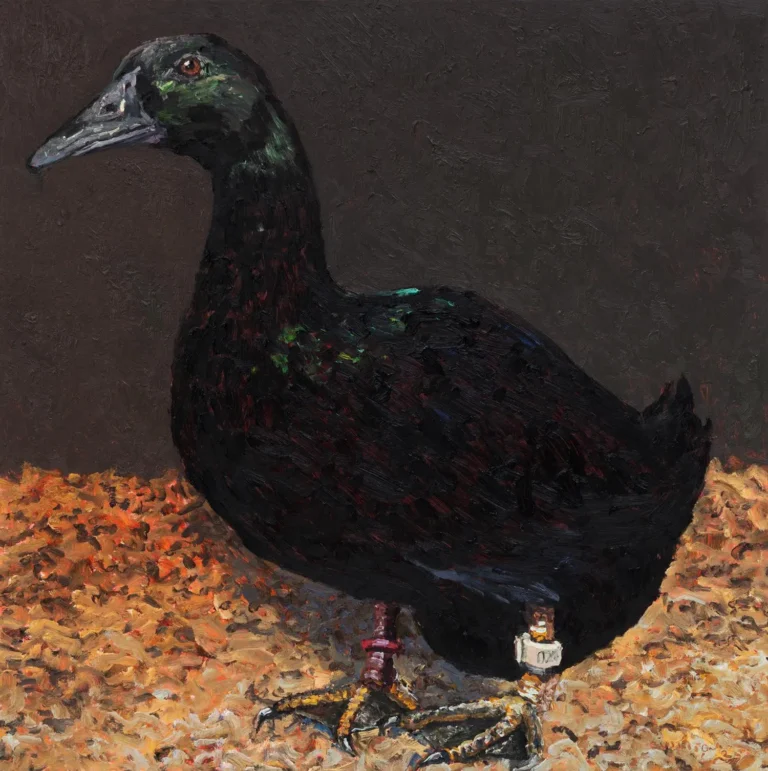 Black duck