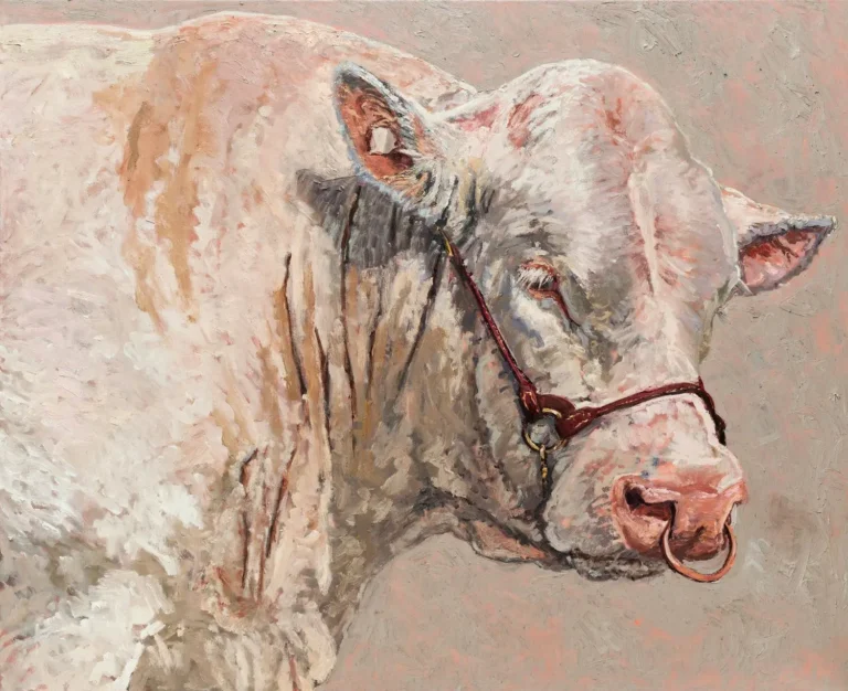 Murray Grey bull