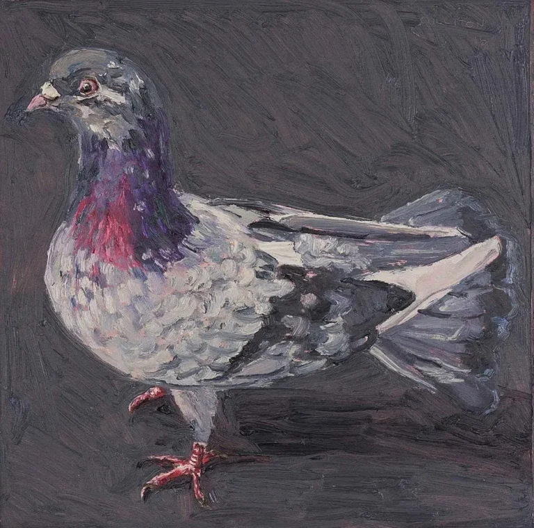 Spring pigeon V