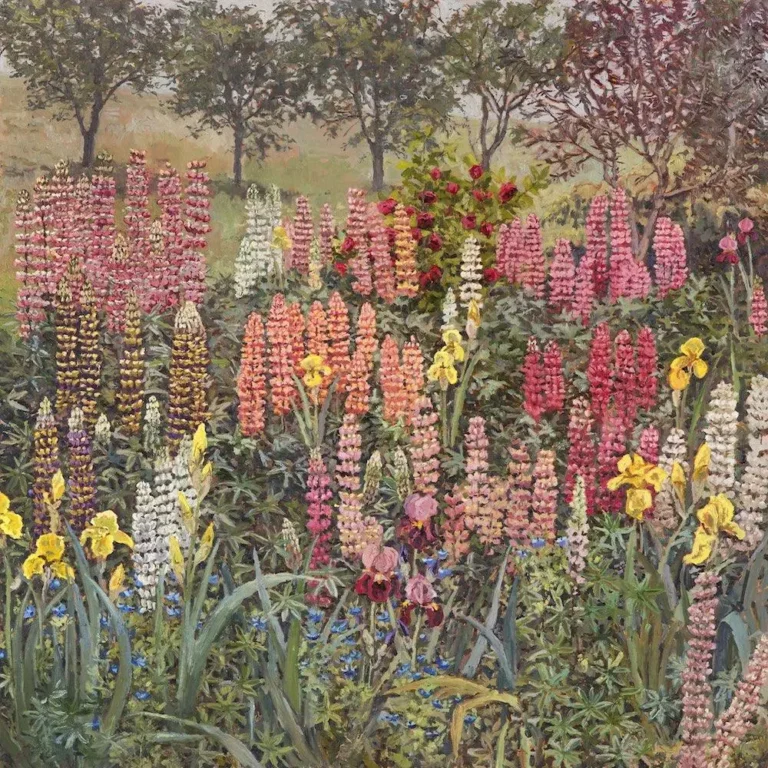 Bibbenluke, lupins