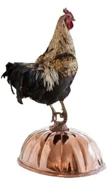 Gallus