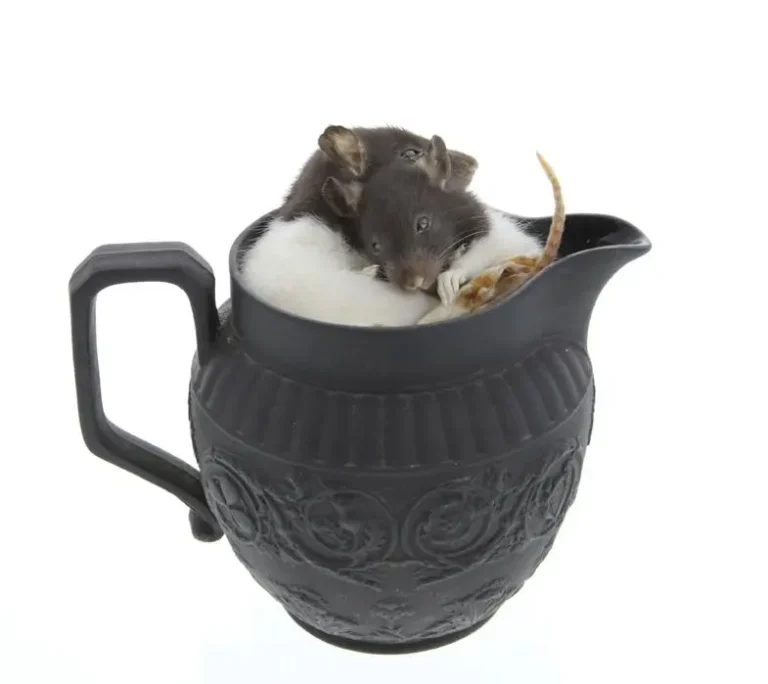 Milk