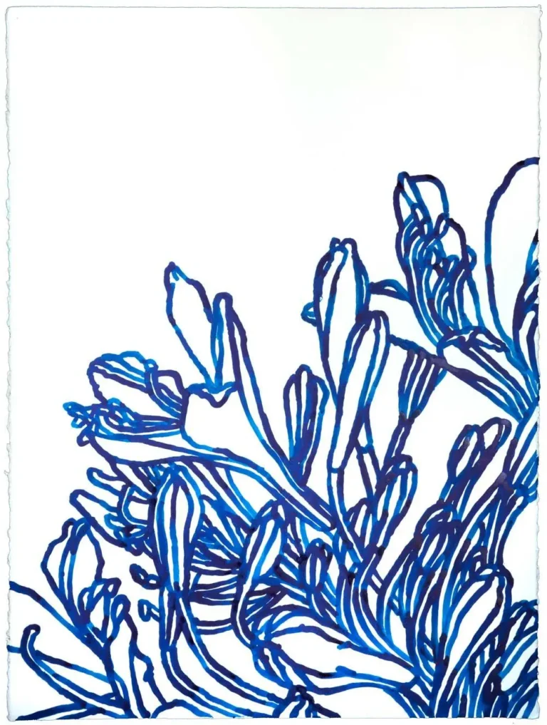 Agapanthus 1