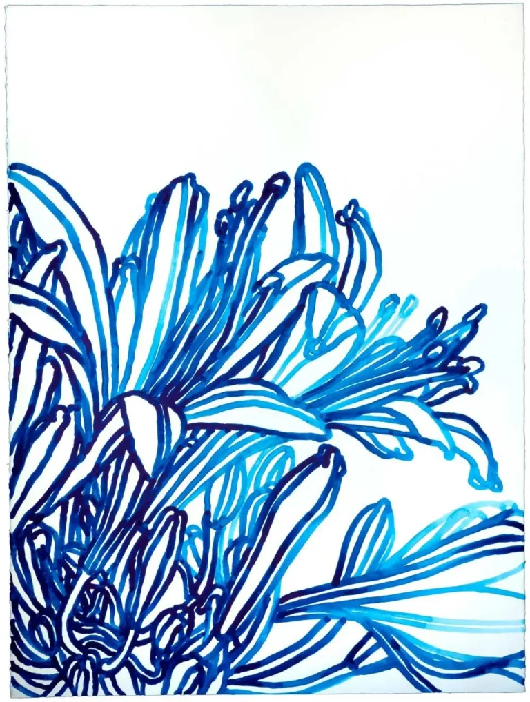 Agapanthus 3
