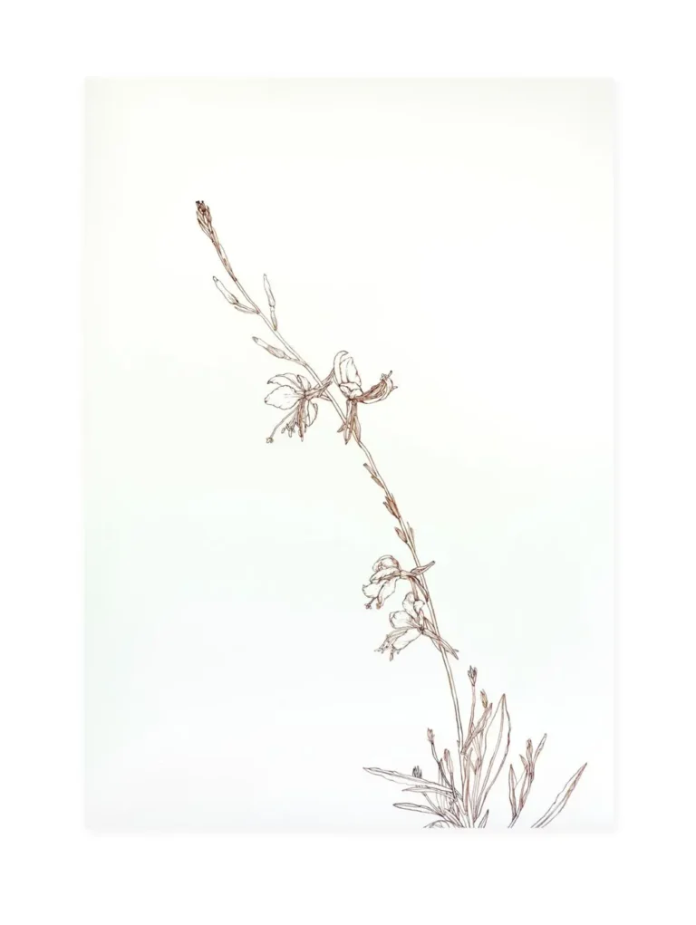 Gaura 1