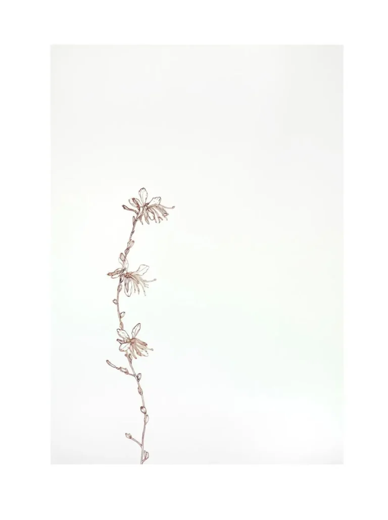 Gaura 2
