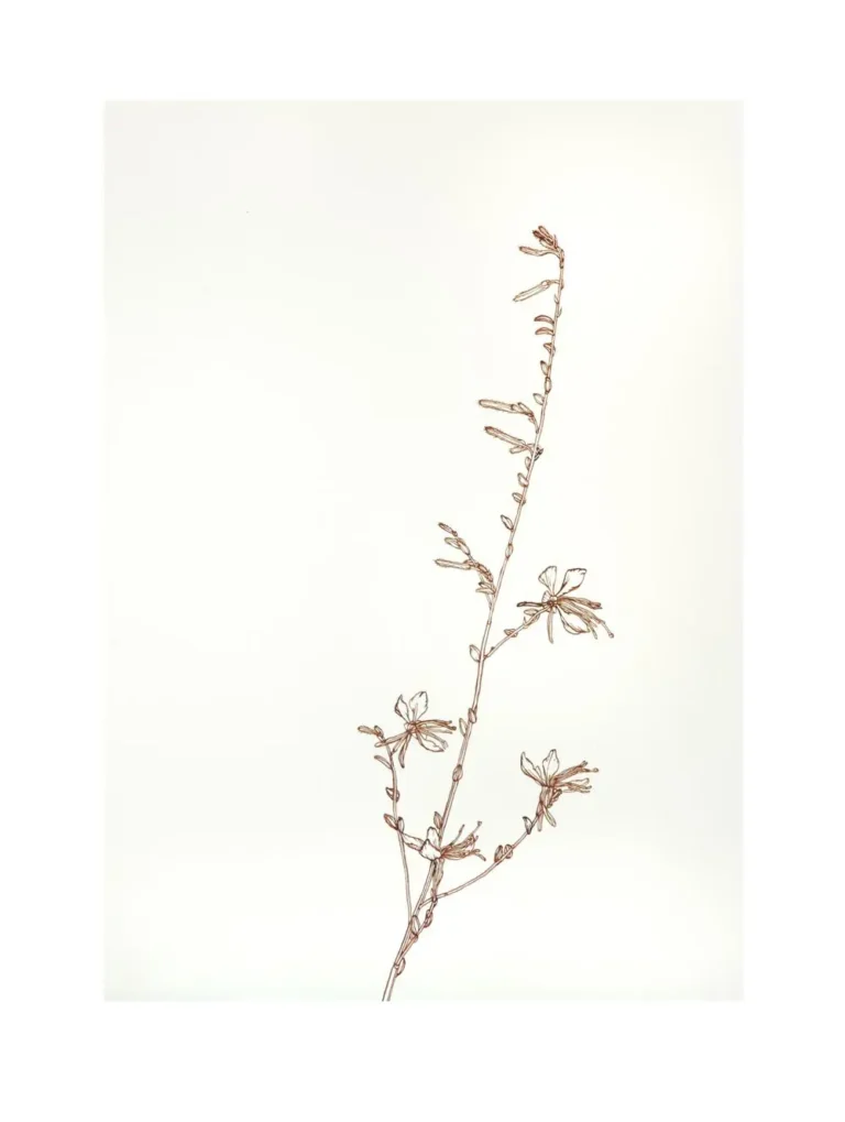 Gaura 3