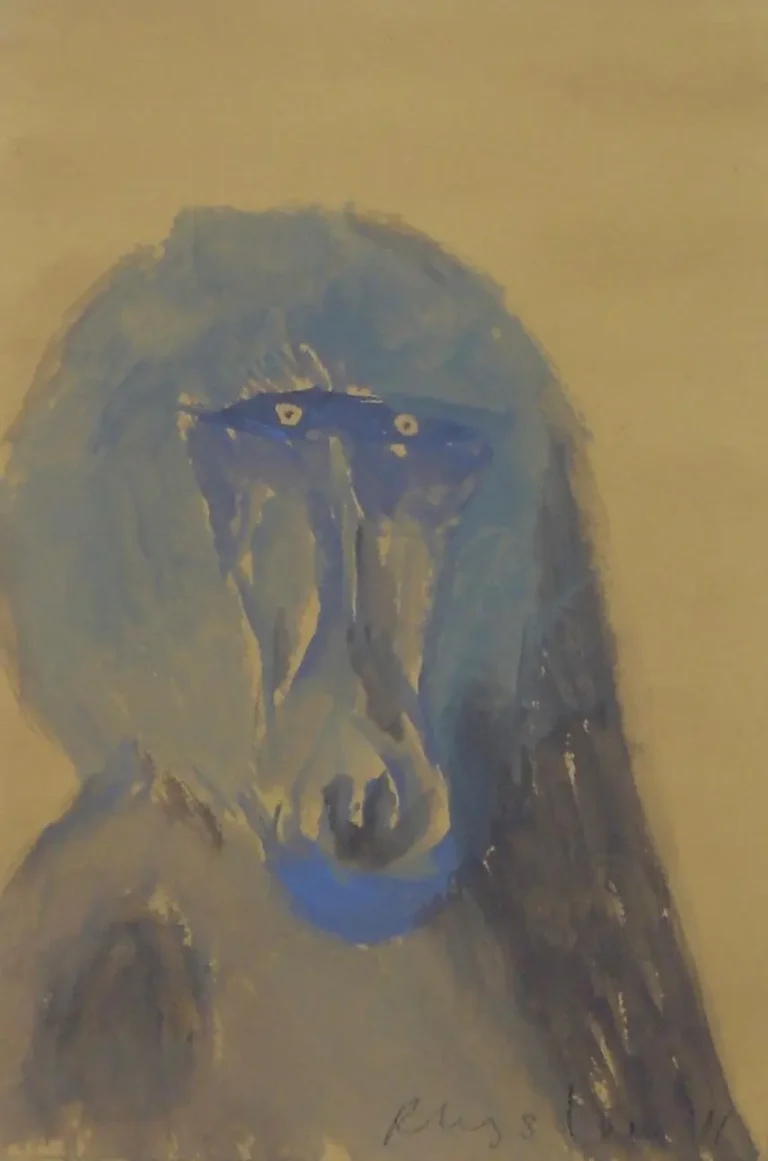 Blue baboon