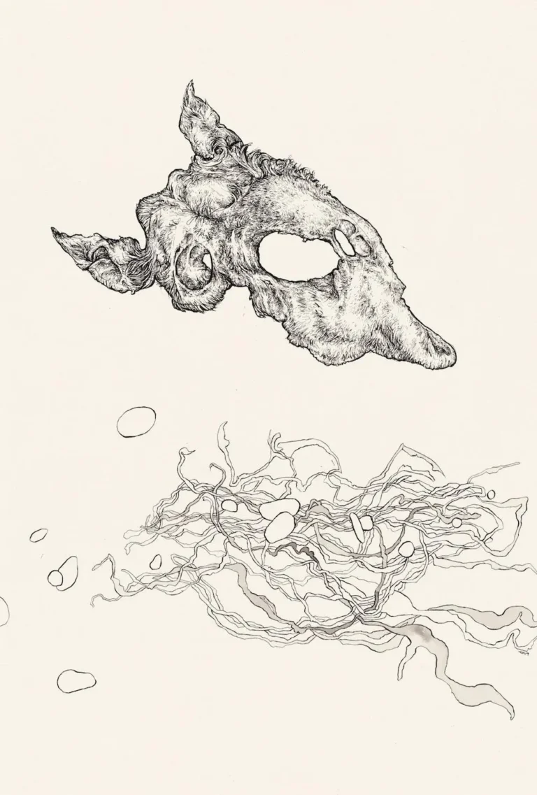 Sheep, Pohowera