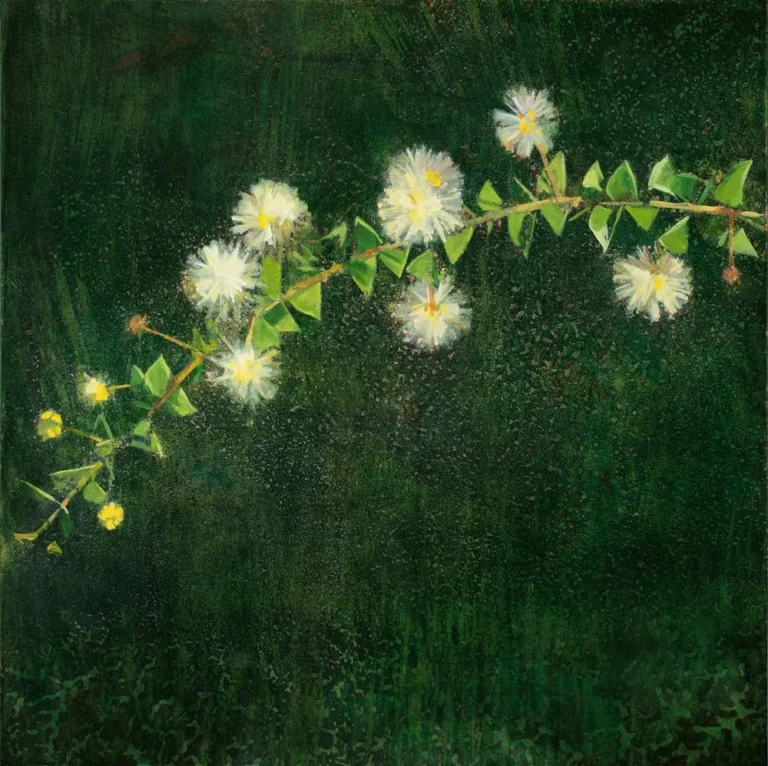 Hubbard’s wattle