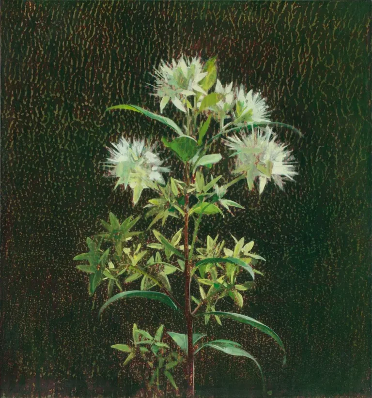 Cinnamon myrtle