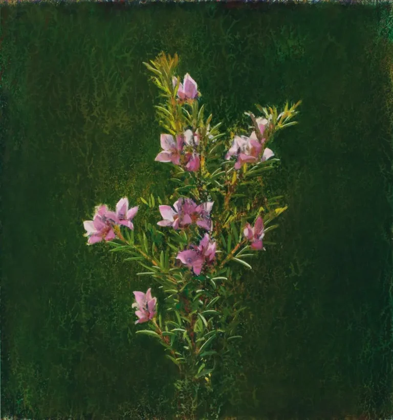 Wallum boronia