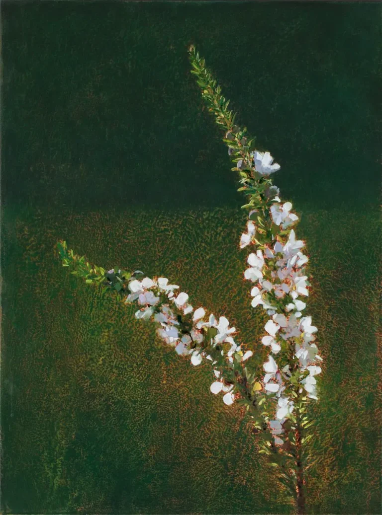 Wallum tea tree