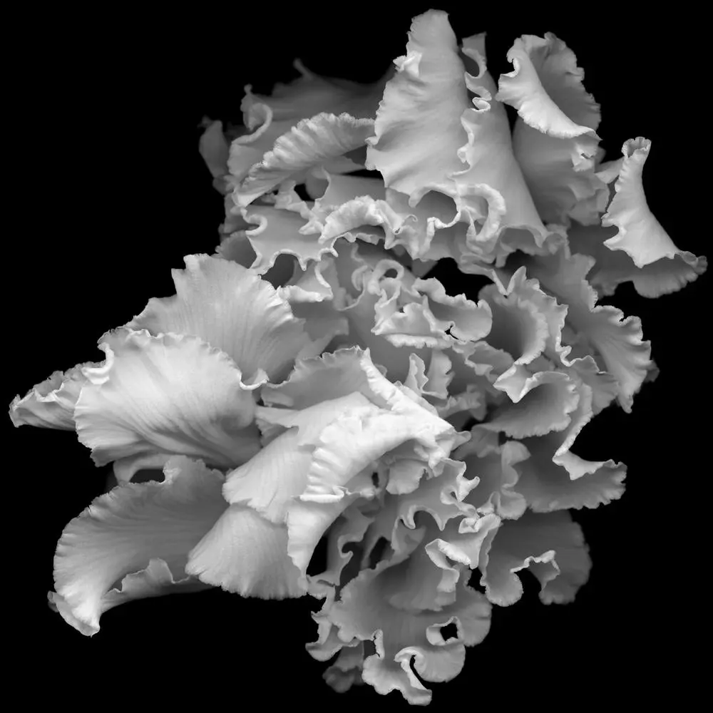 Flower No. 4