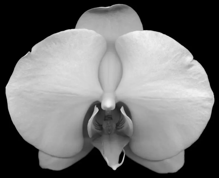 Flower No. 6