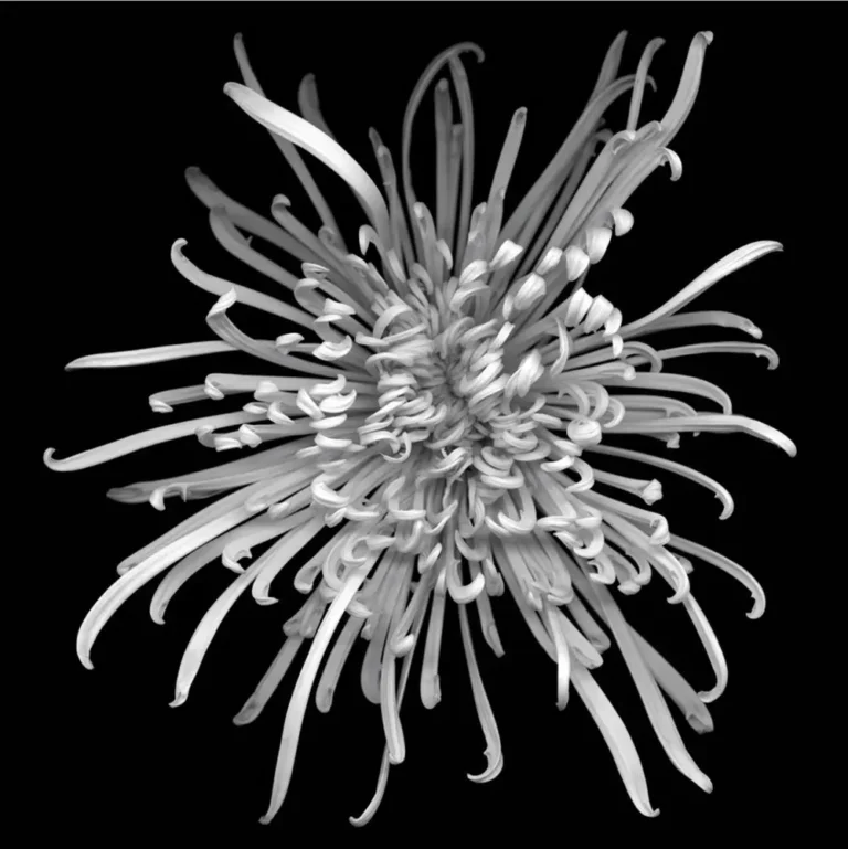 Flower No. 2