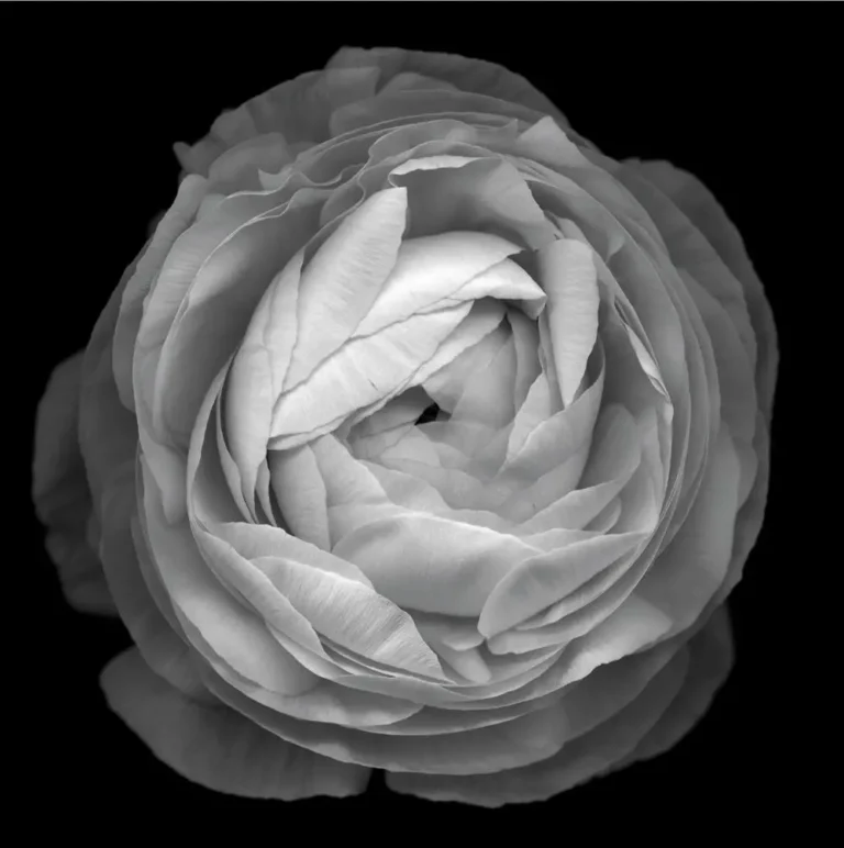 Flower No. 3