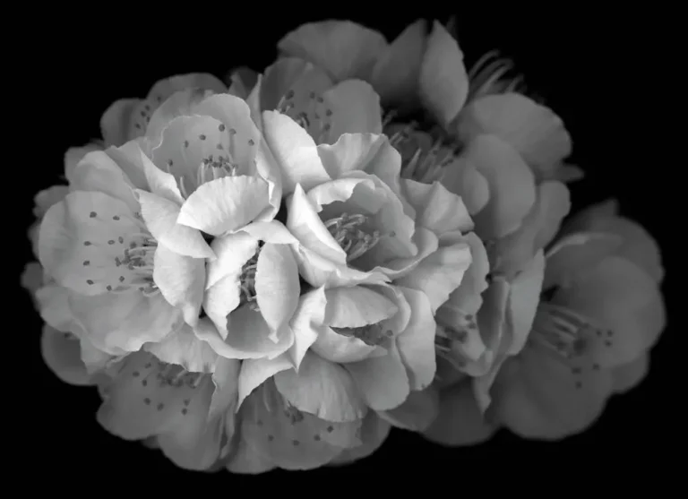 Flower No. 5