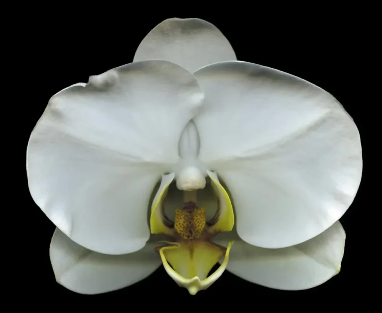 Flower No. 7