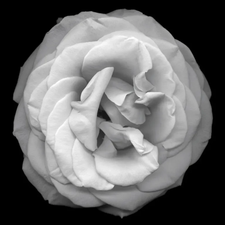 Flower No. 8