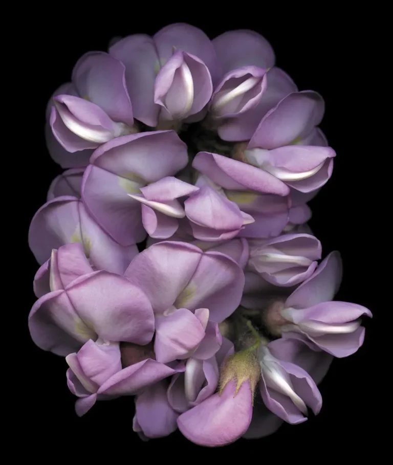 Flower No. 10