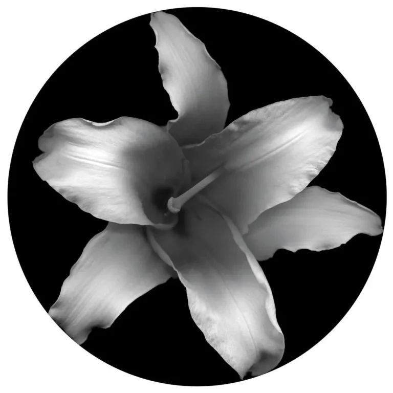Flower No. 11