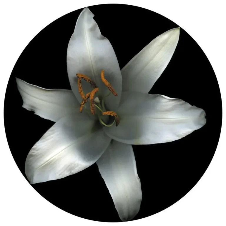 Flower No. 12
