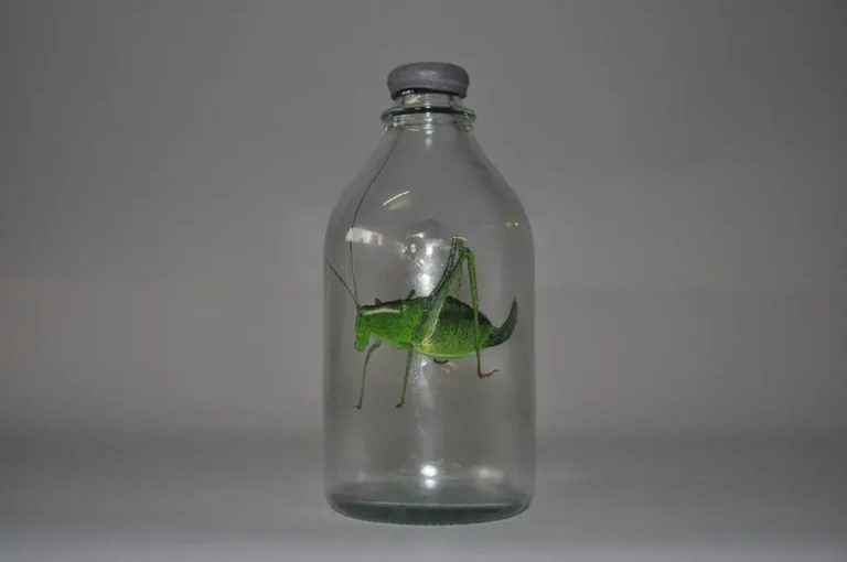 Insect #18