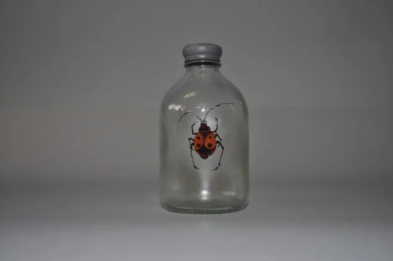 Insect #47