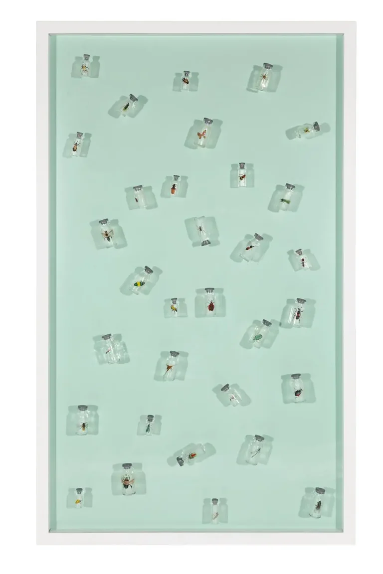 Insects 1