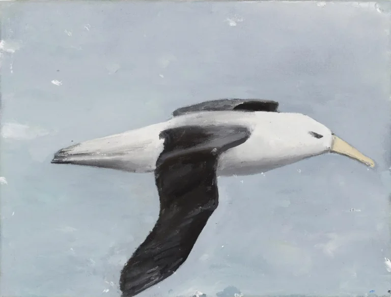 Albatross