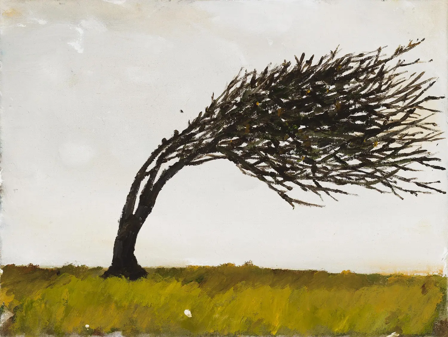 Howling westerlies
