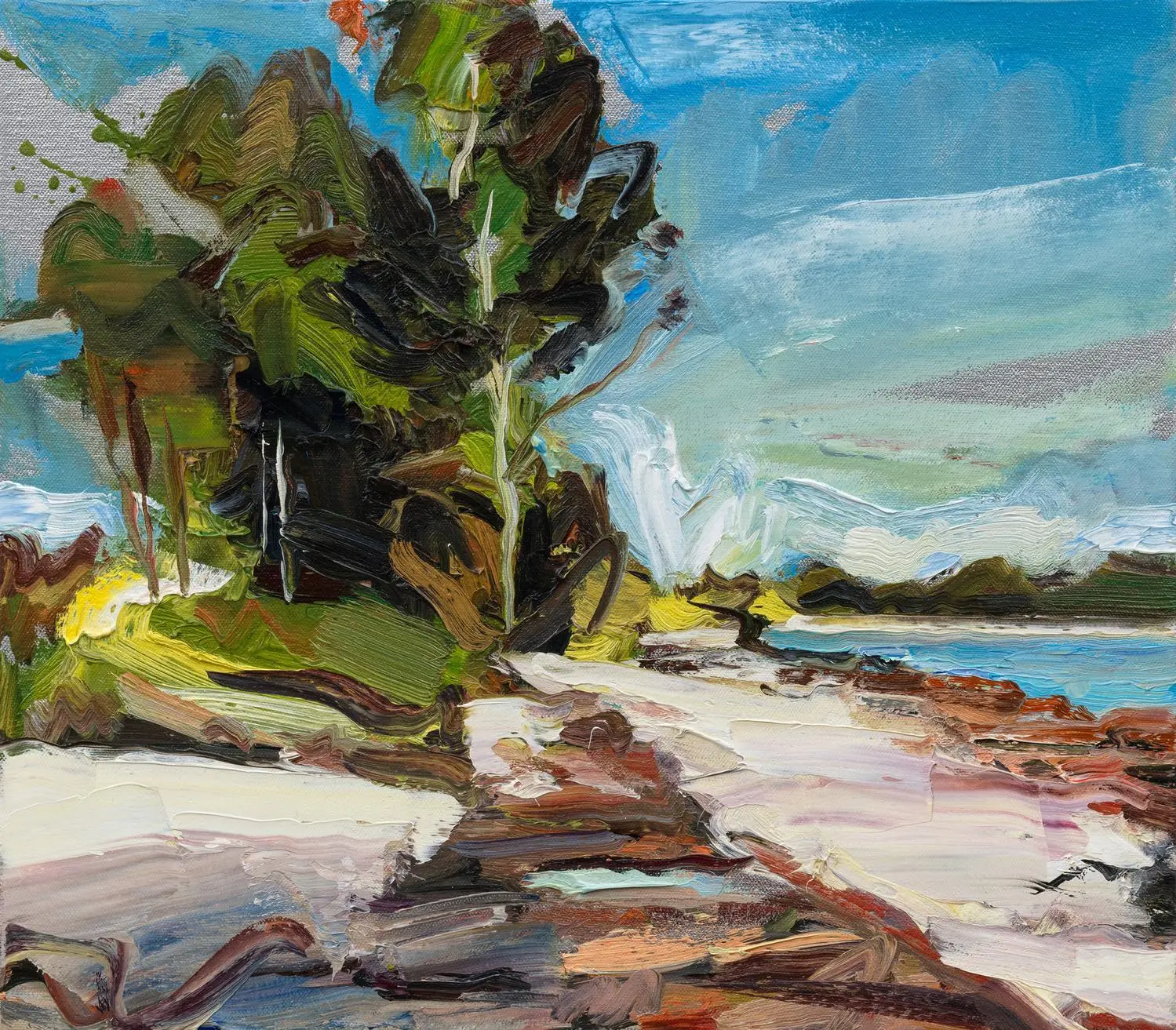 Silver coastal tree 2