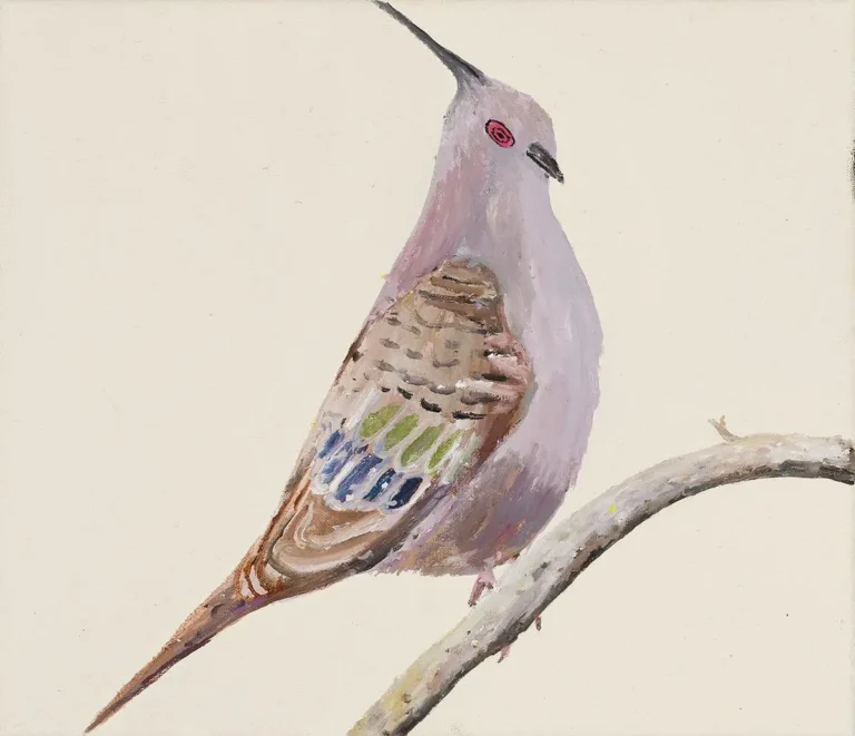 Abbotsford Convent Crested Pigeon (Ocyphaps lophotes)